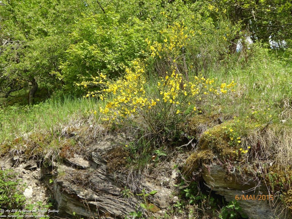Philosophische Bildwanderung Loreley-Extratour im Mittelrheintal - Zum Superstar der Rheinromantik