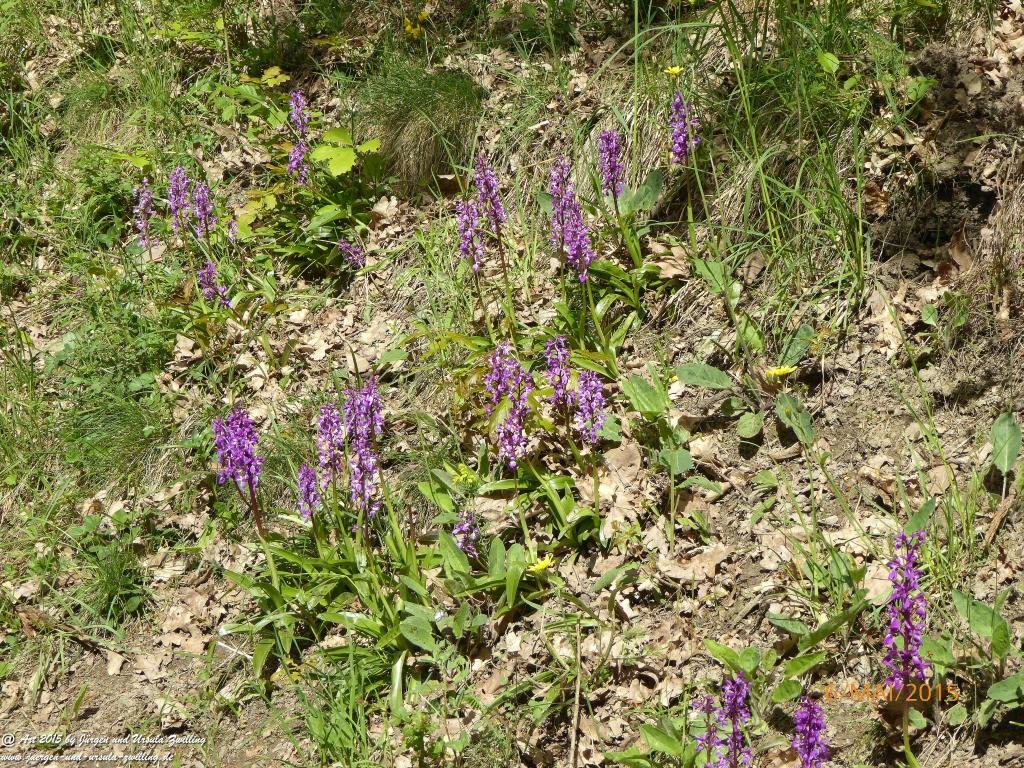 Philosophische Bildwanderung Loreley-Extratour im Mittelrheintal - Zum Superstar der Rheinromantik