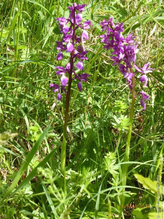 Philosophische Bildwanderung Loreley-Extratour im Mittelrheintal - Zum Superstar der Rheinromantik