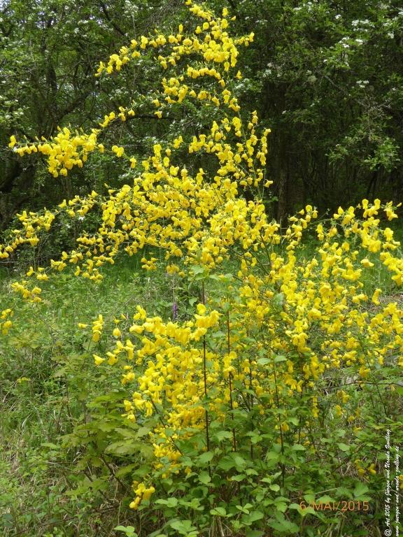 Philosophische Bildwanderung Loreley-Extratour im Mittelrheintal - Zum Superstar der Rheinromantik