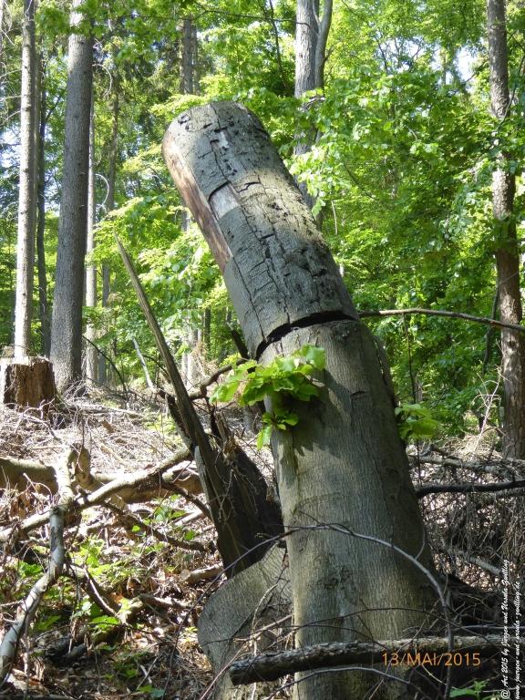 Philosophische Bildwanderung Die Donnersberg-Felsen - Pfalz