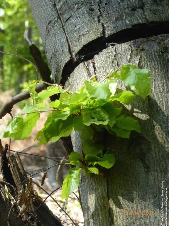 Philosophische Bildwanderung Die Donnersberg-Felsen - Pfalz