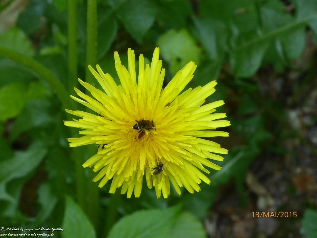 Philosophische Bildwanderung Die Donnersberg-Felsen - Pfalz