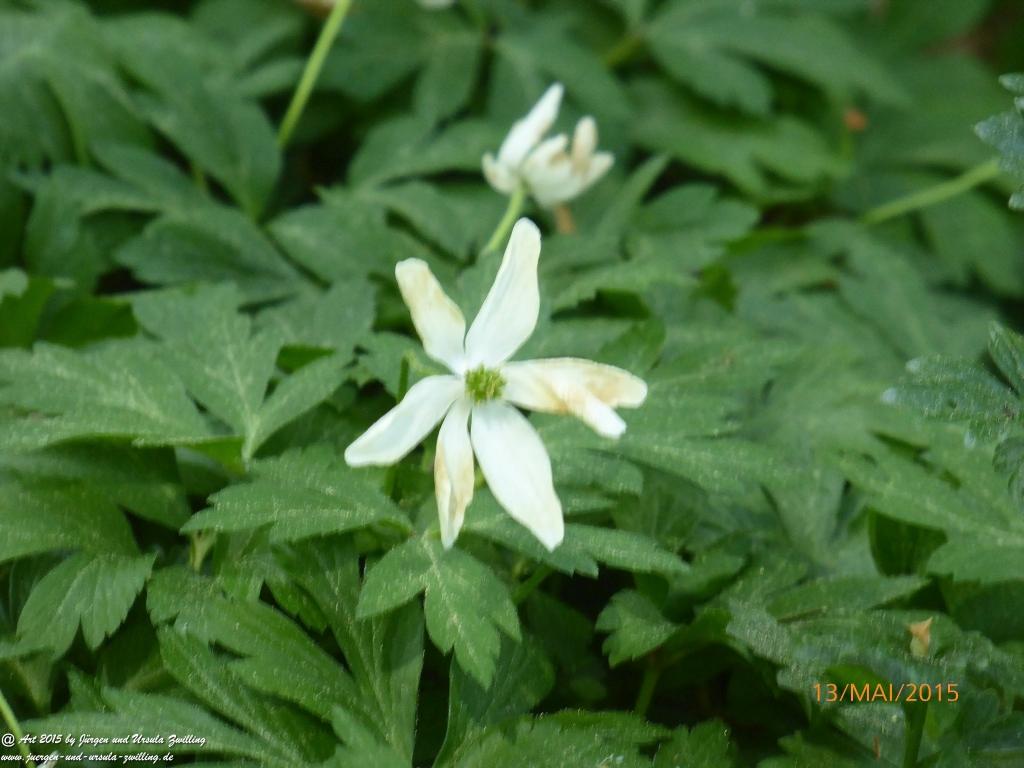 Philosophische Bildwanderung Die Donnersberg-Felsen - Pfalz