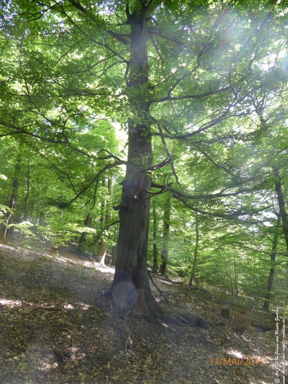 Philosophische Bildwanderung Die Donnersberg-Felsen - Pfalz