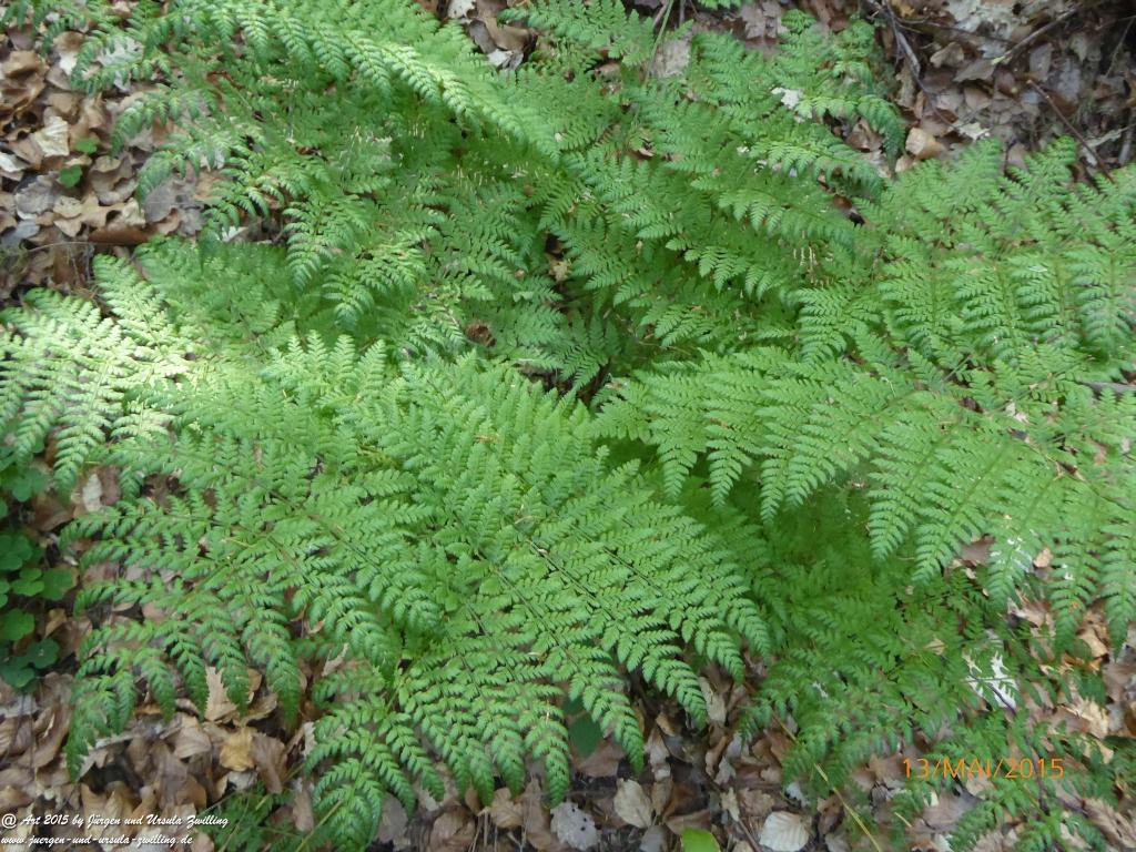 Philosophische Bildwanderung Die Donnersberg-Felsen - Pfalz