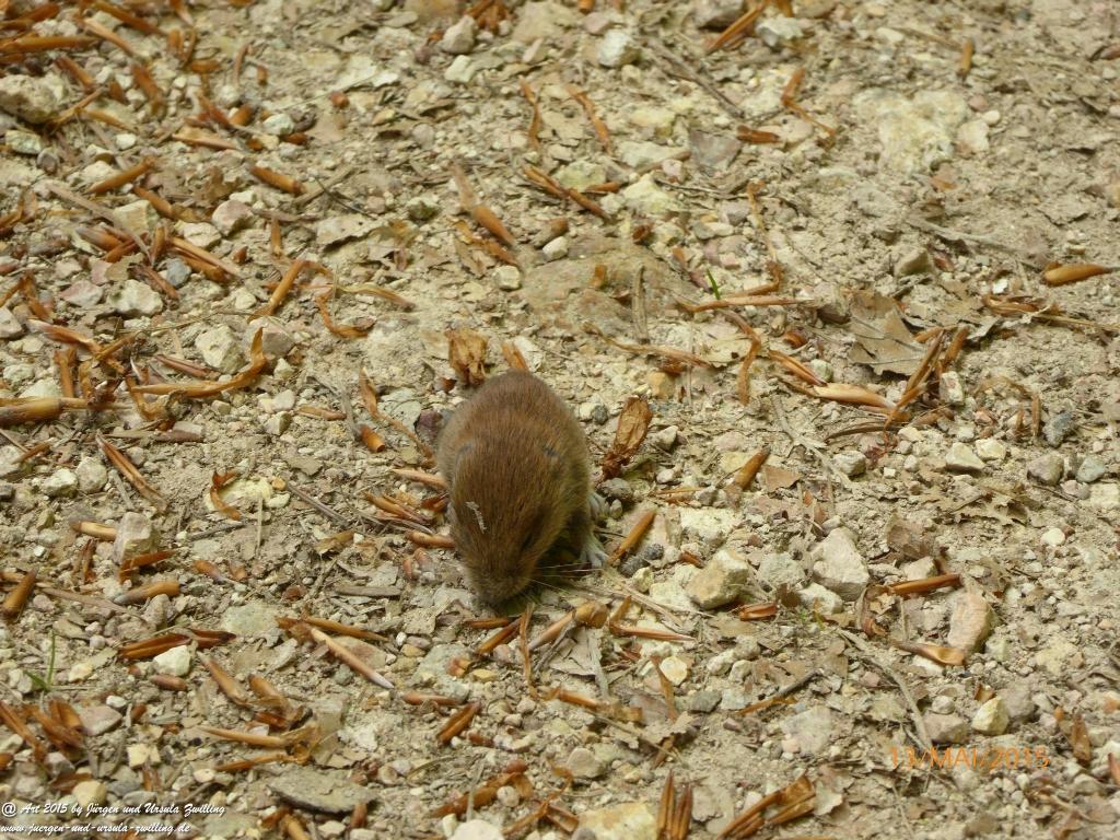 Philosophische Bildwanderung Die Donnersberg-Felsen - Pfalz