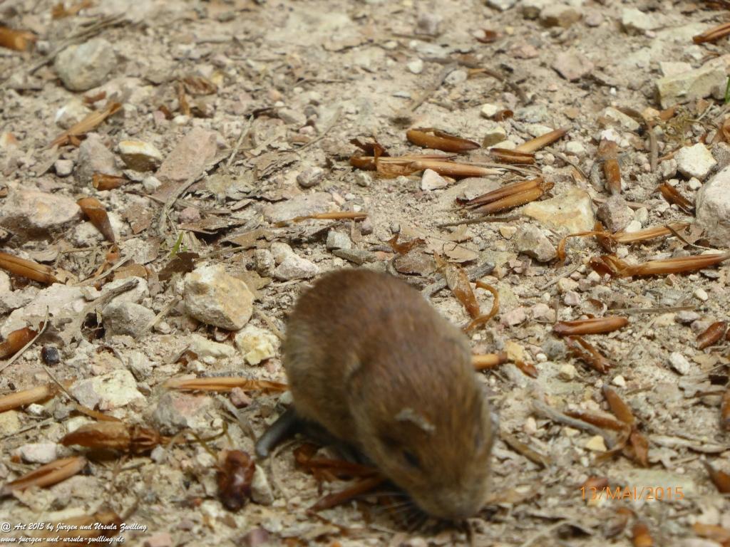 Philosophische Bildwanderung Die Donnersberg-Felsen - Pfalz