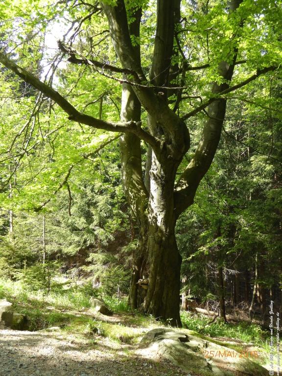 Philosophische Bildwanderung Karpacz - Kocioł Łomniczki - Śnieżka - Karkonosze - Krakonoše - Polen - Tschechien(Krummhübel - Melzergrund - Schneekoppe Riesengebirge)