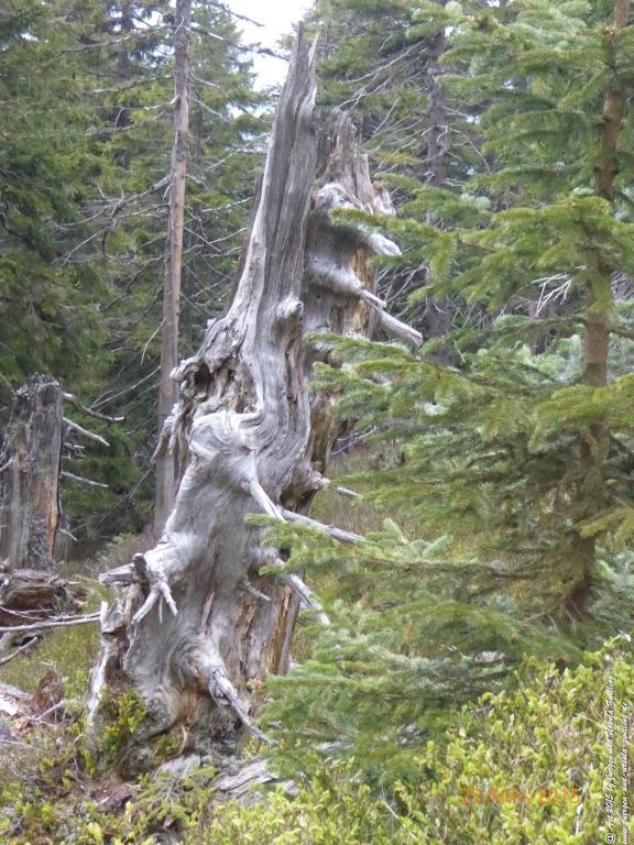 Philosophische Bildwanderung Karpacz - Kocioł Łomniczki - Śnieżka - Karkonosze - Krakonoše - Polen - Tschechien(Krummhübel - Melzergrund - Schneekoppe Riesengebirge)