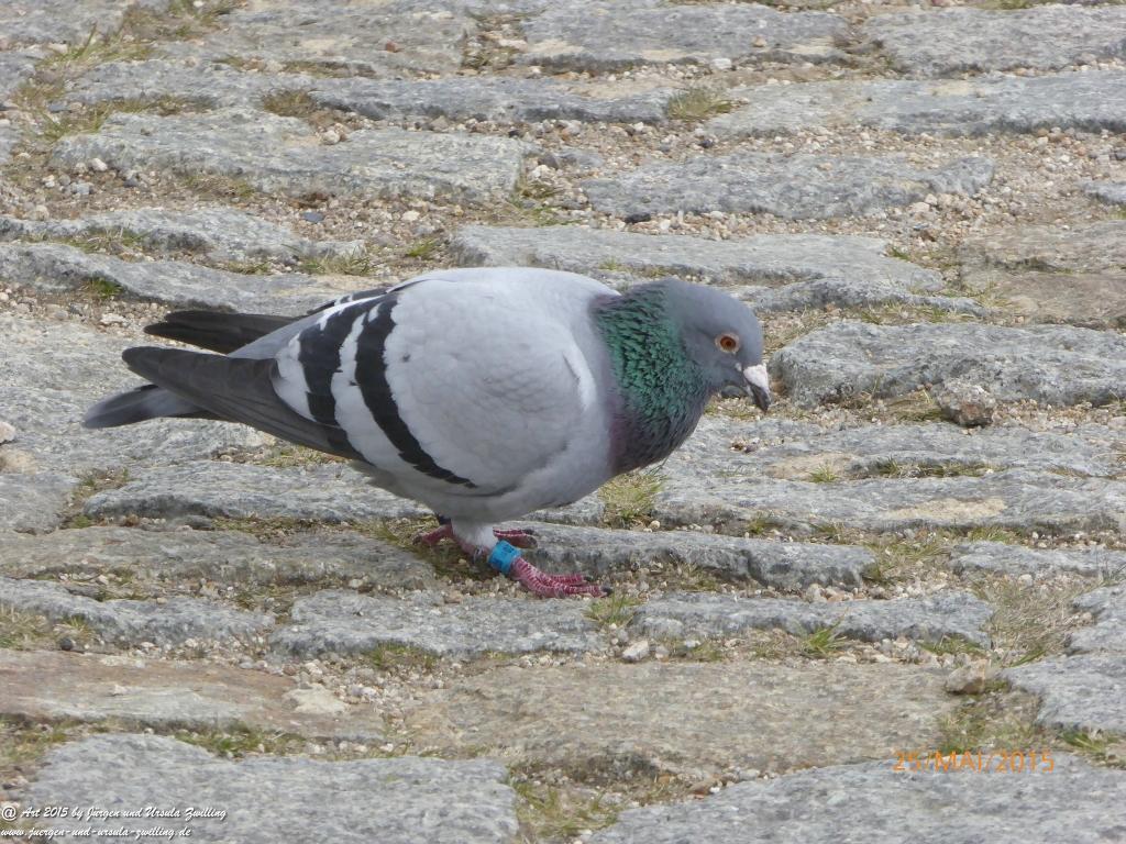 Philosophische Bildwanderung Karpacz - Kocioł Łomniczki - Śnieżka - Karkonosze - Krakonoše - Polen - Tschechien(Krummhübel - Melzergrund - Schneekoppe Riesengebirge)