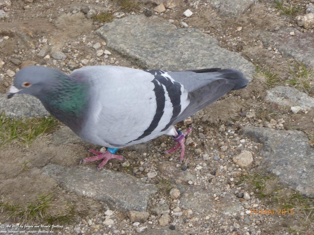 Philosophische Bildwanderung Karpacz - Kocioł Łomniczki - Śnieżka - Karkonosze - Krakonoše - Polen - Tschechien(Krummhübel - Melzergrund - Schneekoppe Riesengebirge)