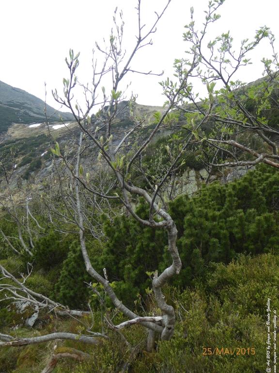 Philosophische Bildwanderung Karpacz - Kocioł Łomniczki - Śnieżka - Karkonosze - Krakonoše - Polen - Tschechien(Krummhübel - Melzergrund - Schneekoppe Riesengebirge)