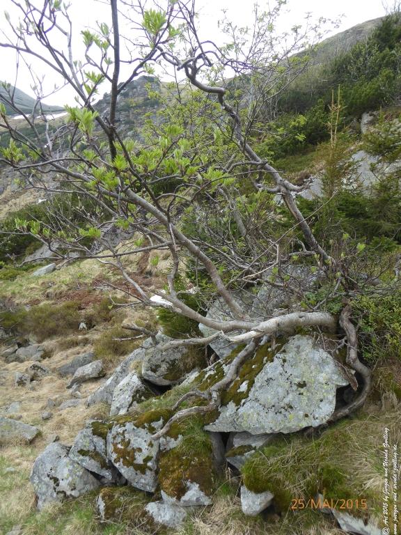 Philosophische Bildwanderung Karpacz - Kocioł Łomniczki - Śnieżka - Karkonosze - Krakonoše - Polen - Tschechien(Krummhübel - Melzergrund - Schneekoppe Riesengebirge)