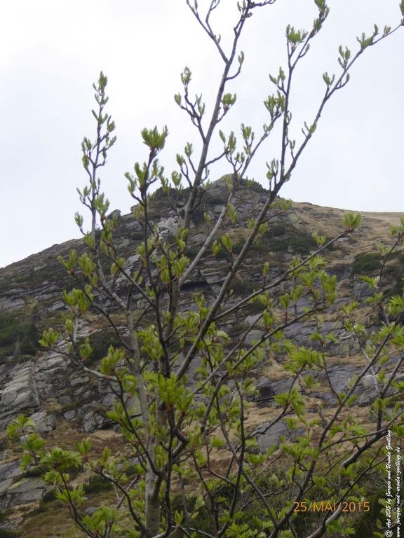 Philosophische Bildwanderung Karpacz - Kocioł Łomniczki - Śnieżka - Karkonosze - Krakonoše - Polen - Tschechien(Krummhübel - Melzergrund - Schneekoppe Riesengebirge)