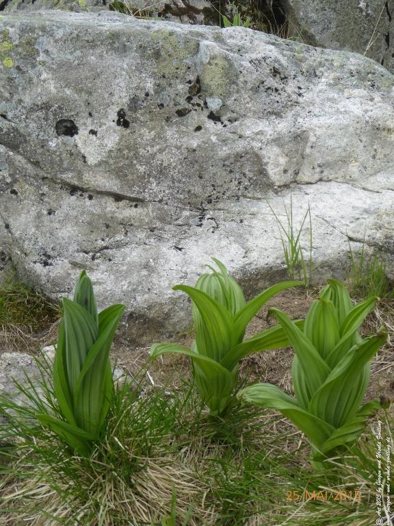 Philosophische Bildwanderung Karpacz - Kocioł Łomniczki - Śnieżka - Karkonosze - Krakonoše - Polen - Tschechien(Krummhübel - Melzergrund - Schneekoppe Riesengebirge)