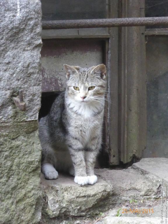 Philosophische Bildwanderung Karpacz - Kocioł Łomniczki - Śnieżka - Karkonosze - Krakonoše - Polen - Tschechien‬(Krummhübel - Melzergrund - Schneekoppe  Riesengebirge)
