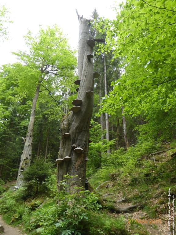 Philosophische Bildwanderung - Szklarska Poreba - Wodospad Szklarki - Hala pod Łabskim Szczytem - Polen - Tschechien(Schreiberhau -Kochelfall -Alte Schlesische Baude - Karkonosze - Krakonoše -Riesengebirge