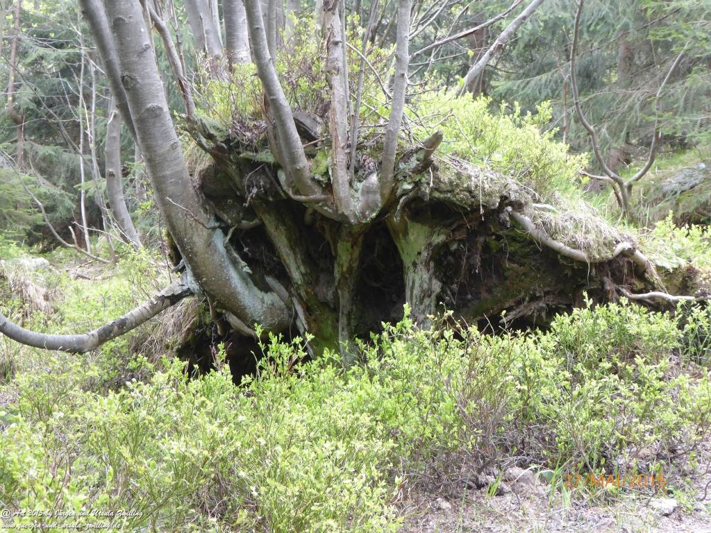 Philosophische Bildwanderung - Szklarska Poreba - Wodospad Szklarki - Hala pod Łabskim Szczytem - Polen - Tschechien(Schreiberhau -Kochelfall -Alte Schlesische Baude - Karkonosze - Krakonoše -Riesengebirge