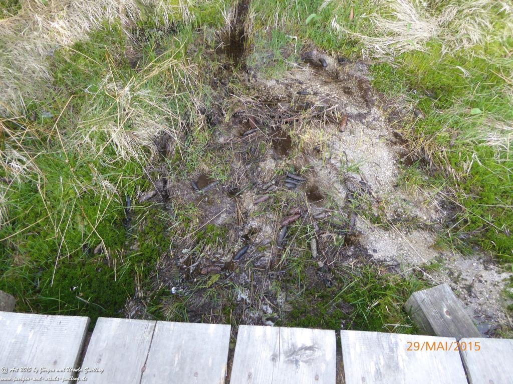 Philosophische Bildwanderung - Przesieka - Borowice - Słonecznik -Karkonosze - Krakonoše - Polen -Tschechien -(Hain - Baberhäuser - Mittagstein - Riesengebirge