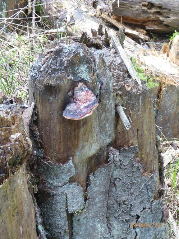 Philosophische Bildwanderung - Przesieka - Borowice - Słonecznik -Karkonosze - Krakonoše  - Polen -Tschechien -(Hain - Baberhäuser - Mittagstein - Riesengebirge