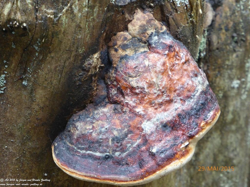 Philosophische Bildwanderung - Przesieka - Borowice - Słonecznik -Karkonosze - Krakonoše - Polen -Tschechien -(Hain - Baberhäuser - Mittagstein - Riesengebirge