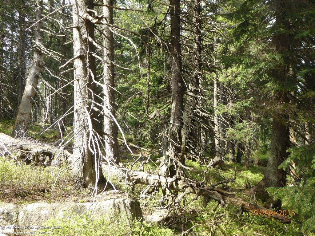 Philosophische Bildwanderung - Przesieka - Borowice - Słonecznik -Karkonosze - Krakonoše - Polen -Tschechien -(Hain - Baberhäuser - Mittagstein - Riesengebirge