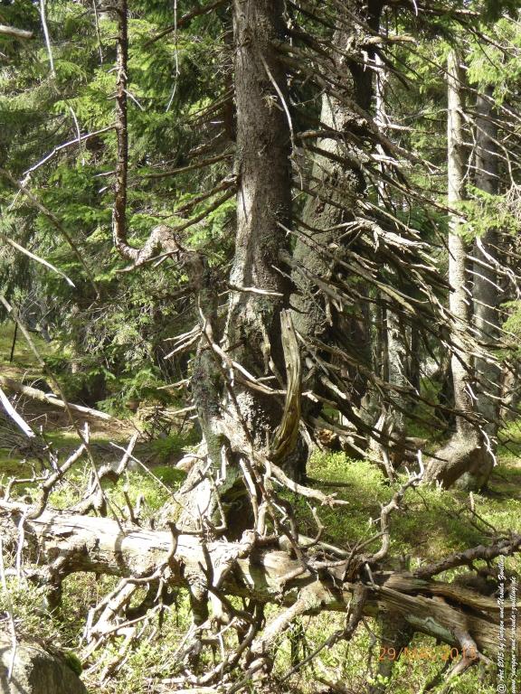 Philosophische Bildwanderung - Przesieka - Borowice - Słonecznik -Karkonosze - Krakonoše - Polen -Tschechien -(Hain - Baberhäuser - Mittagstein - Riesengebirge