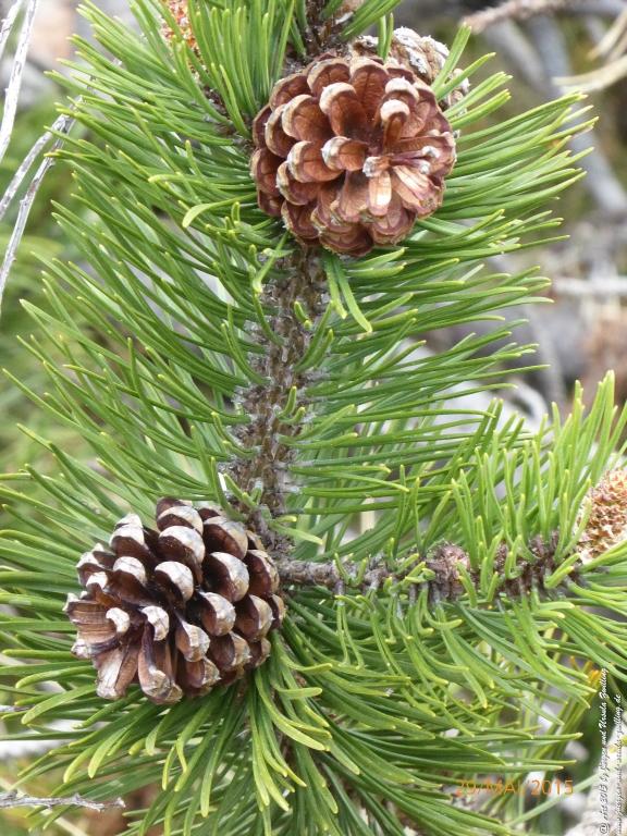 Philosophische Bildwanderung - Przesieka - Borowice - Słonecznik -Karkonosze - Krakonoše - Polen -Tschechien -(Hain - Baberhäuser - Mittagstein - Riesengebirge