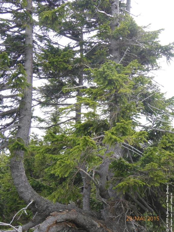 Philosophische Bildwanderung - Przesieka - Borowice - Słonecznik -Karkonosze - Krakonoše - Polen -Tschechien -(Hain - Baberhäuser - Mittagstein - Riesengebirge