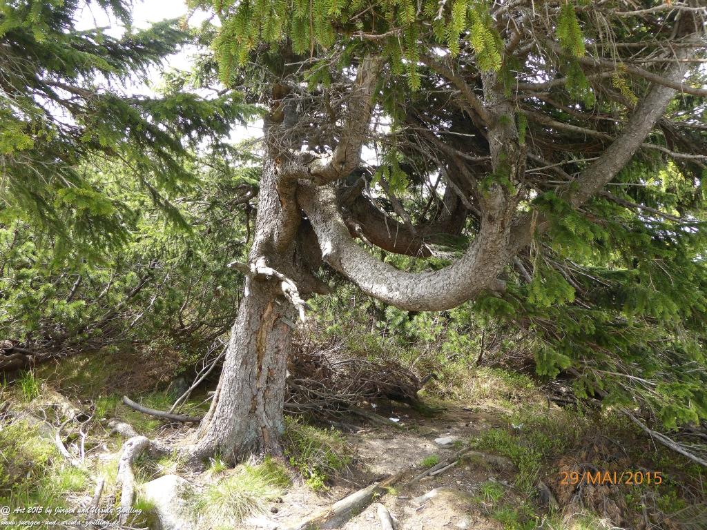 Philosophische Bildwanderung - Przesieka - Borowice - Słonecznik -Karkonosze - Krakonoše - Polen -Tschechien -(Hain - Baberhäuser - Mittagstein - Riesengebirge