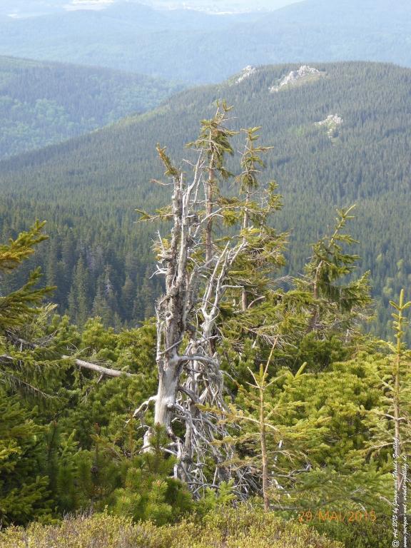 Philosophische Bildwanderung - Przesieka - Borowice - Słonecznik -Karkonosze - Krakonoše - Polen -Tschechien -(Hain - Baberhäuser - Mittagstein - Riesengebirge