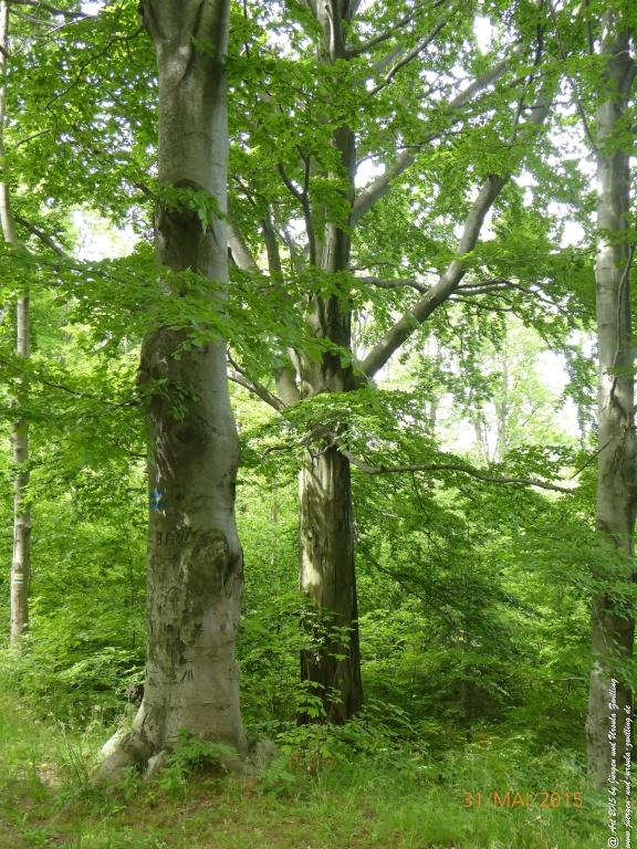 Philosophische Bildwanderung Kowary - Skalny Stół - Karkonosze - Krakonoše – Polen - Tschechien -(Schmiedeberg - Tafelstein - Riesengebirge)