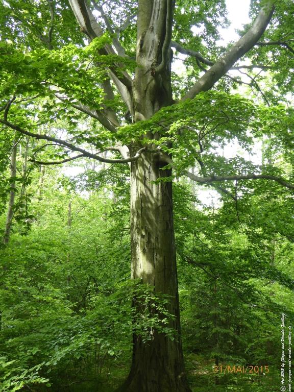 Philosophische Bildwanderung Kowary - Skalny Stół - Karkonosze - Krakonoše – Polen - Tschechien -(Schmiedeberg - Tafelstein - Riesengebirge)