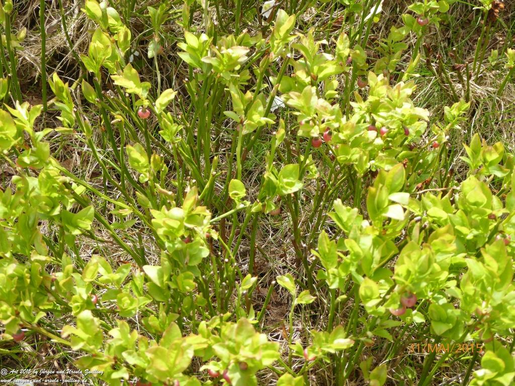 Philosophische Bildwanderung Kowary - Skalny Stół - Karkonosze - Krakonoše – Polen - Tschechien -(Schmiedeberg - Tafelstein - Riesengebirge)