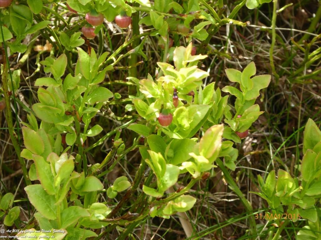 Philosophische Bildwanderung Kowary - Skalny Stół - Karkonosze - Krakonoše – Polen - Tschechien -(Schmiedeberg - Tafelstein - Riesengebirge)