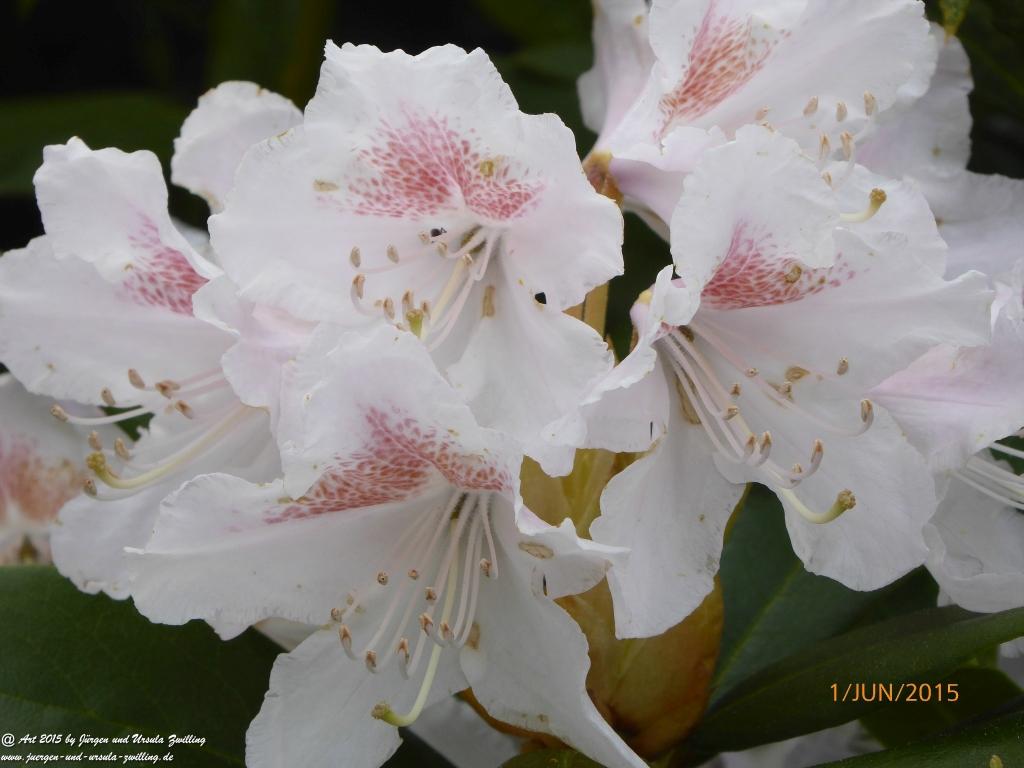 Philosophische Bildwanderung - Karpacz - Kościół Wang - Polana - Schronisko Strzecha Akademicka – Karkonosze - Polen -(Krummhübel – Kirche Wang - ehemalige Schlingelbaude - Hampelbaude - Riesengebirge)