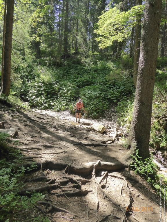 Philosophische Bildwanderung Premiumwanderweg-Feldberg-Steig-Schwarzwald
