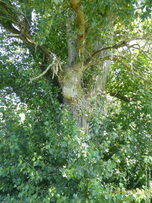 Philosophische Bildwanderung Hoerdt-Treidlerweg - Pfalz