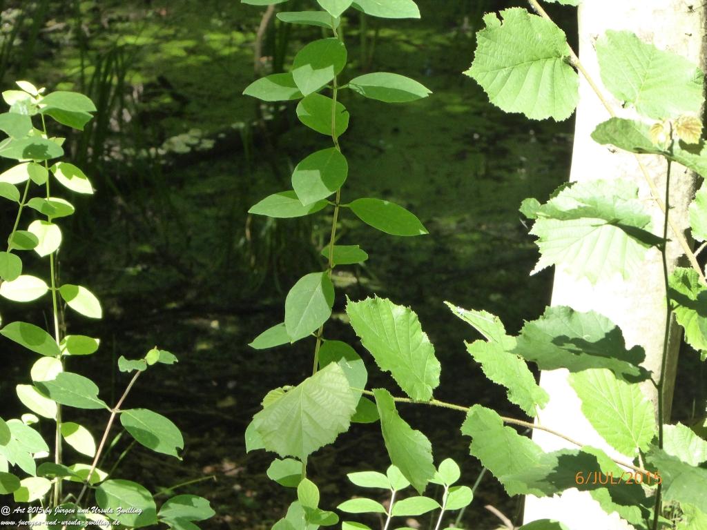 Philosophische Bildwanderung Hoerdt-Treidlerweg - Pfalz