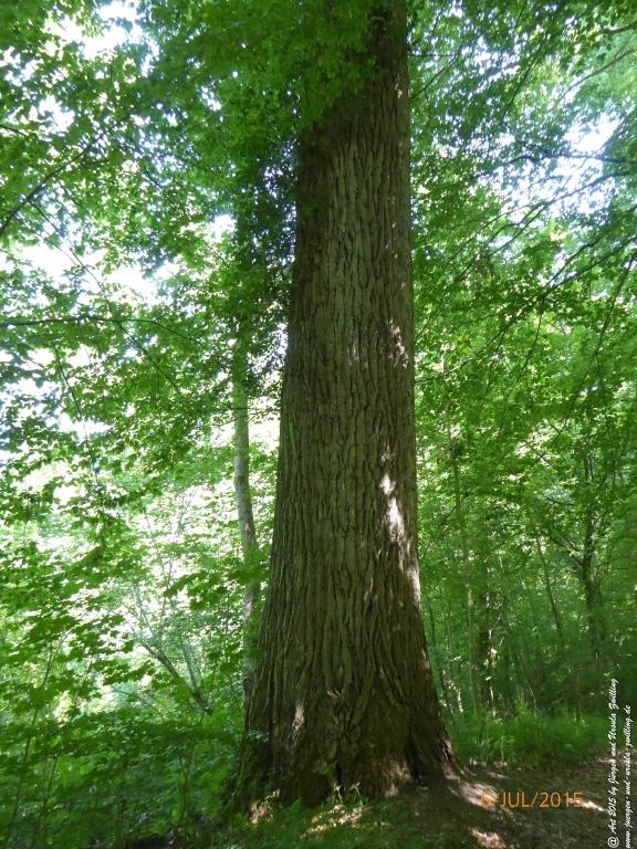 Philosophische Bildwanderung Hoerdt-Treidlerweg - Pfalz