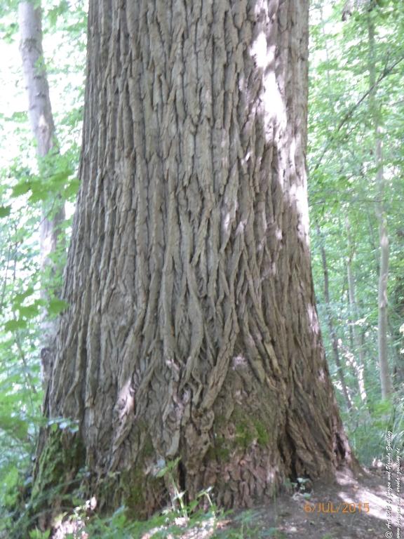 Philosophische Bildwanderung Hoerdt-Treidlerweg - Pfalz