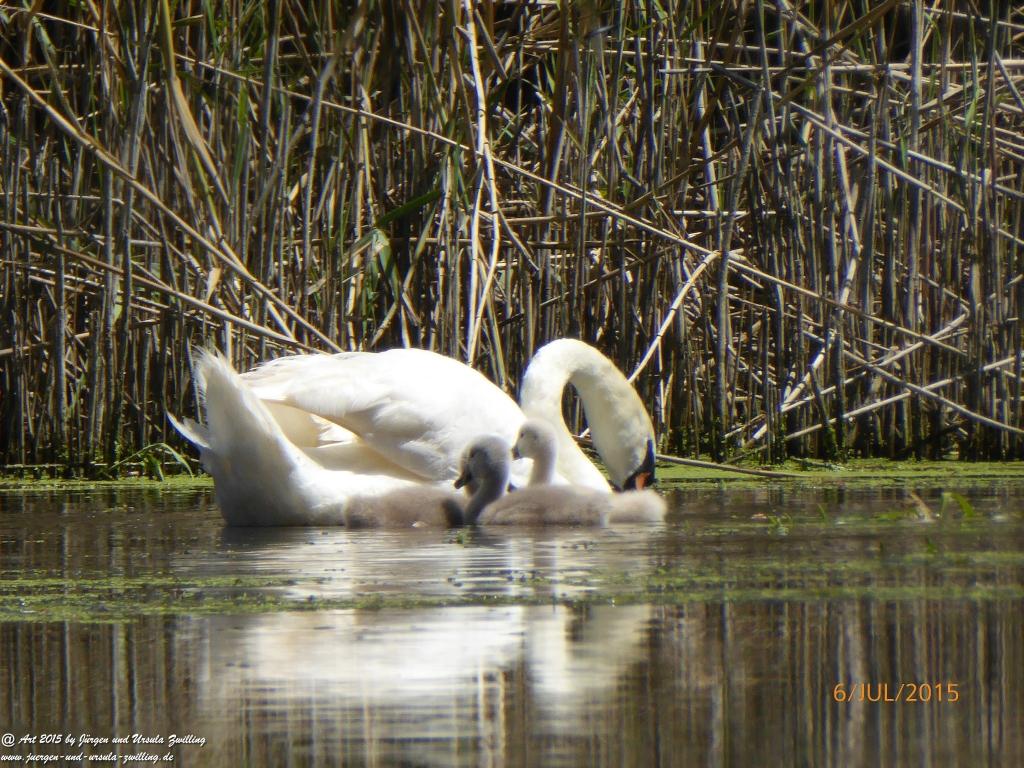 Philosophische Bildwanderung Hoerdt-Treidlerweg - Pfalz