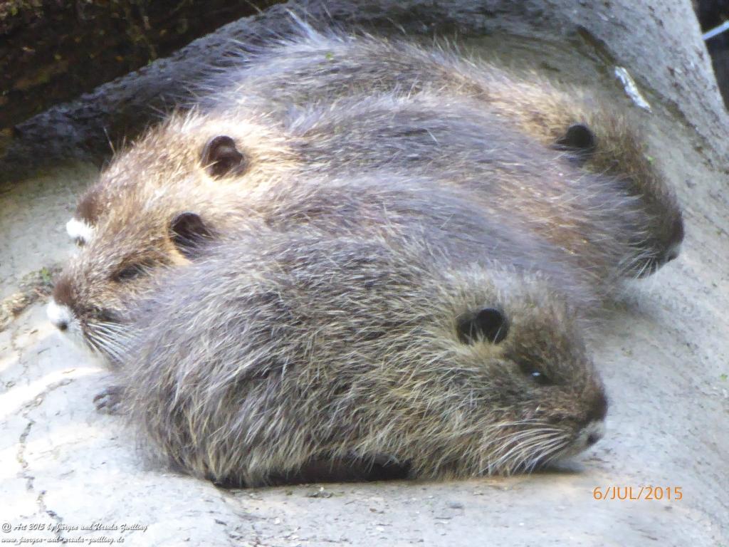 Philosophische Bildwanderung Hoerdt-Treidlerweg - Pfalz