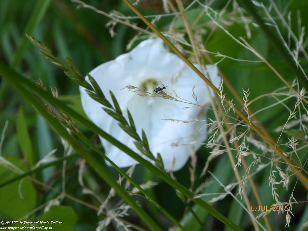 Philosophische Bildwanderung Hoerdt-Treidlerweg - Pfalz