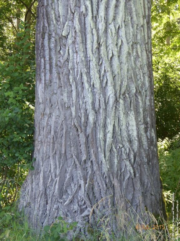 Philosophische Bildwanderung Hoerdt-Treidlerweg - Pfalz