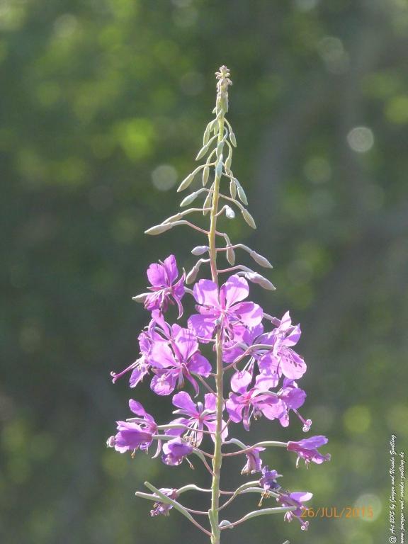 Philosophische Bildwanderung Michel\'s Vitaltour - Stromberg - Schindeldorf - Soonwald - Hunsrück - Naheland