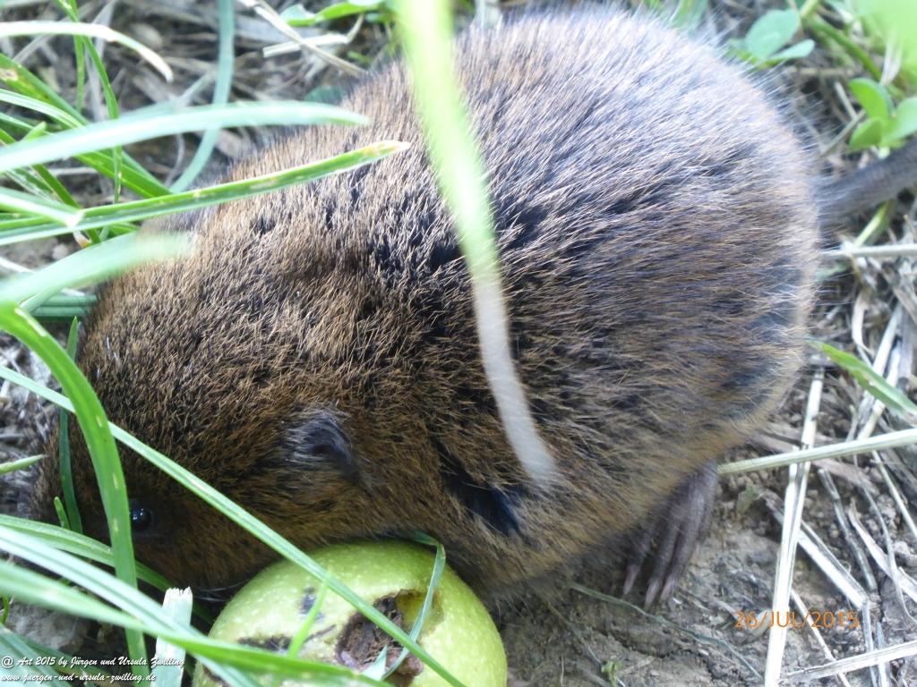 Philosophische Bildwanderung Michel\'s Vitaltour - Stromberg - Schindeldorf - Soonwald - Hunsrück - Naheland