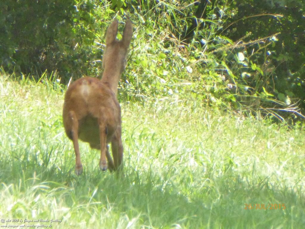 Philosophische Bildwanderung Michel\'s Vitaltour - Stromberg - Schindeldorf - Soonwald - Hunsrück - Naheland