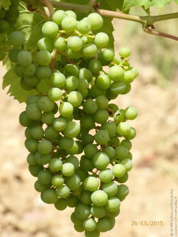 Philosophische Bildwanderung Michel\'s Vitaltour - Stromberg - Schindeldorf - Soonwald - Hunsrück - Naheland